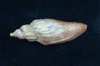 藏品(哈蜜渦螺)的圖片